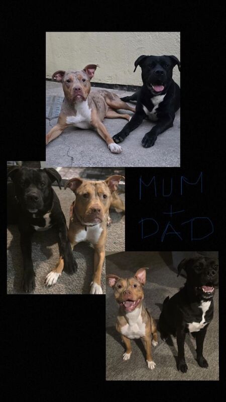 Staffordshire Bull Terrier puppies for sale in Grimsby, Lincolnshire – 5 weeks old