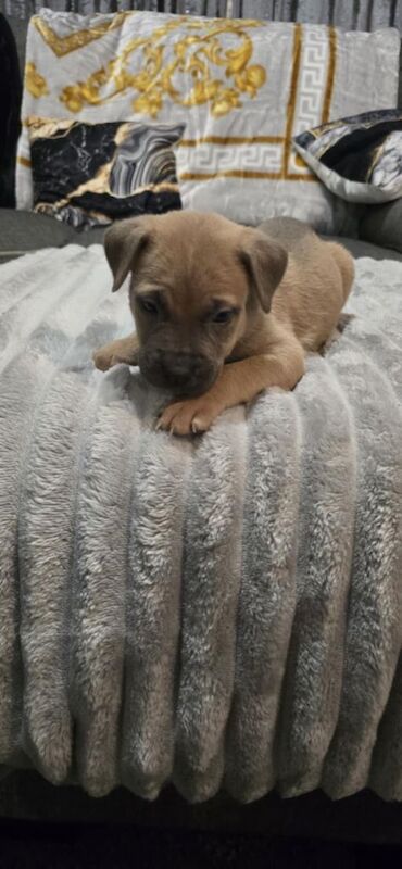 Staffordshire Bull Terrier puppies for sale in Grimsby, Lincolnshire – 5 weeks old - Image 3 of 3