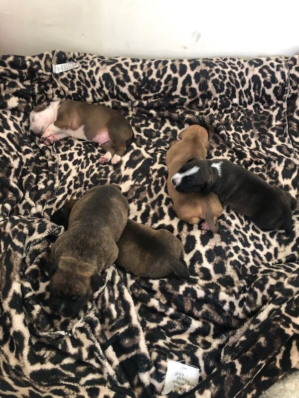Staffordshire Bull Terrier puppies for sale in Aberdeen, City of Aberdeen – 9 weeks old - Image 2 of 5