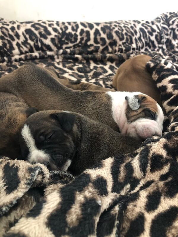 Staffordshire Bull Terrier puppies for sale in Aberdeen, City of Aberdeen – 9 weeks old - Image 3 of 5