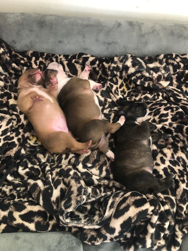 Staffordshire Bull Terrier puppies for sale in Aberdeen, City of Aberdeen – 9 weeks old - Image 4 of 5
