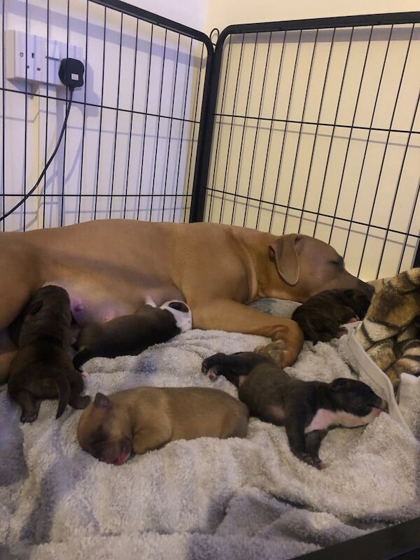 Staffordshire Bull Terrier puppies for sale in Aberdeen, City of Aberdeen – 9 weeks old - Image 5 of 5