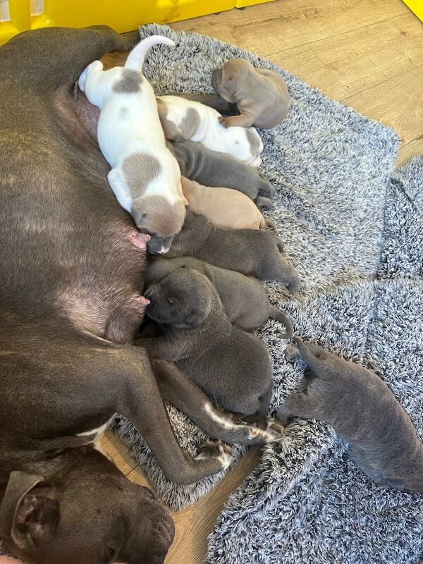Staffordshire Bull Terrier puppies for sale in Downend, Berkshire – KC registered, 3 weeks old