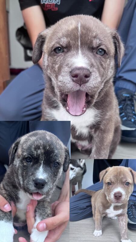 Staffordshire Bull Terrier puppies for sale in Bootle, Merseyside – 7 weeks old