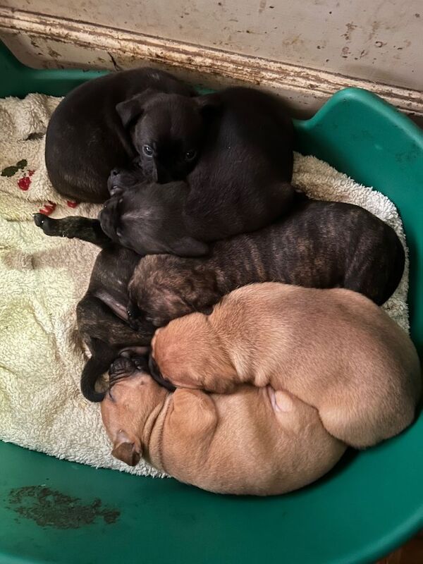 Staffordshire Bull Terriers 2 girls 1 boy