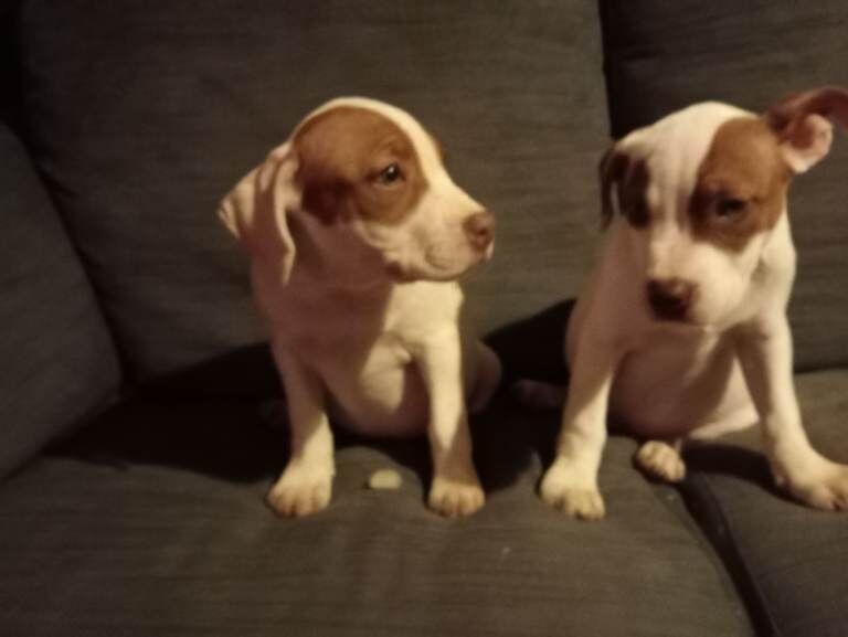 Staffordshire Bull Terrier Puppies For Sale Under £1,000