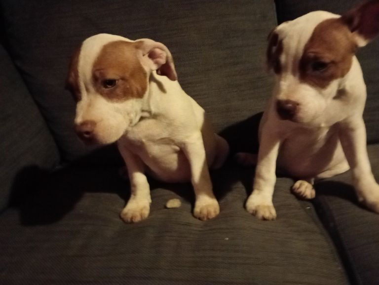 Staffordshire Bull Terrier puppies for sale in Ashbourne, Derbyshire – 3 months old - Image 2 of 5