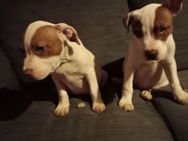 Staffordshire Bull Terrier puppies for sale in Ashbourne, Derbyshire – 3 months old - Image 3 of 5