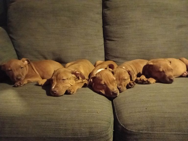 Staffordshire Bull Terrier puppies for sale in Ashbourne, Derbyshire – 3 months old - Image 4 of 5