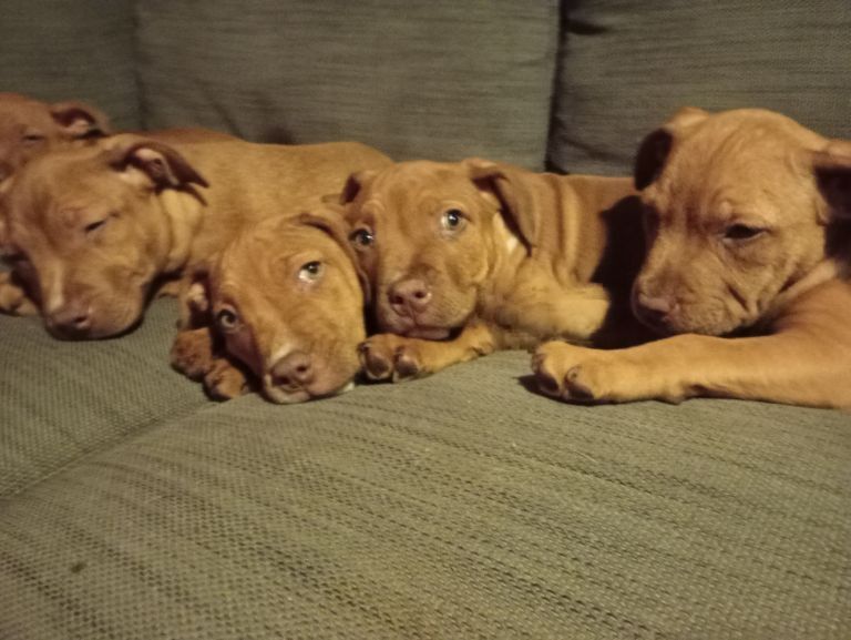 Staffordshire Bull Terrier puppies for sale in Ashbourne, Derbyshire – 3 months old - Image 5 of 5