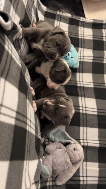 Staffordshire Bull Terrier Puppies For Sale Under £1,000