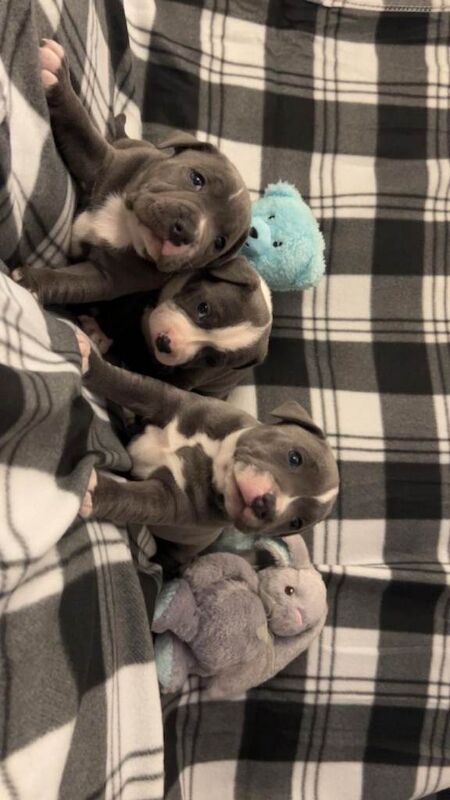 Staffordshire Bull Terrier puppies for sale in Larne, County Antrim – 4 weeks old - Image 2 of 3