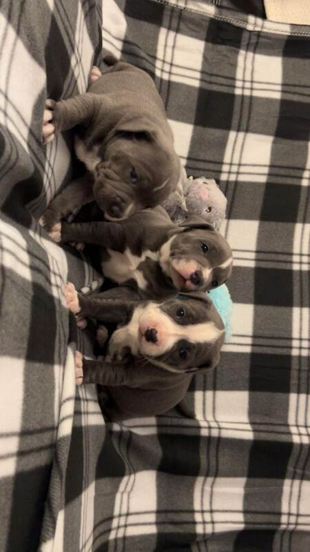 Staffordshire Bull Terrier puppies for sale in Larne, County Antrim – 4 weeks old - Image 3 of 3