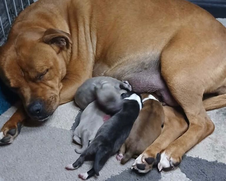 Staffordshire bull terrier’s