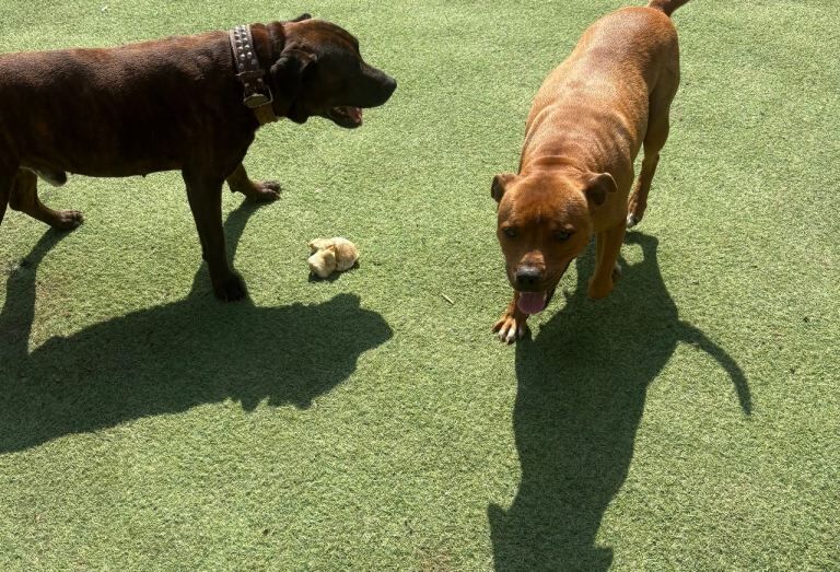 Staffordshire bull terrier’s - Image 2 of 4