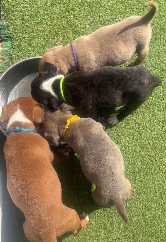 Staffordshire bull terrier’s - Image 3 of 4