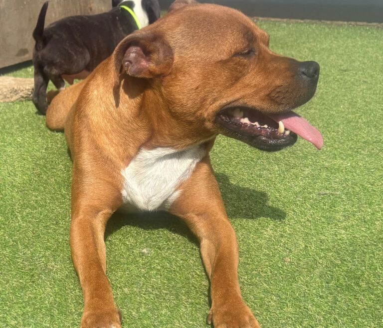 Staffordshire bull terrier’s - Image 4 of 4