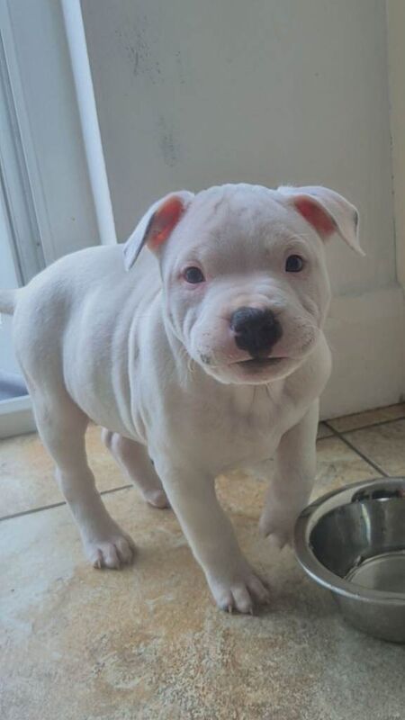 Kennel Club Registered Staffordshire Bull Terrier Puppies For Sale