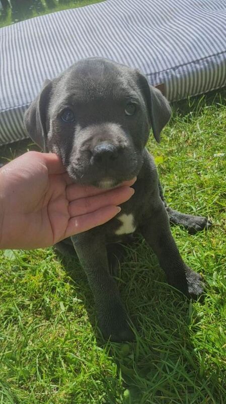 Staffordshire bull terriers - Image 2 of 5