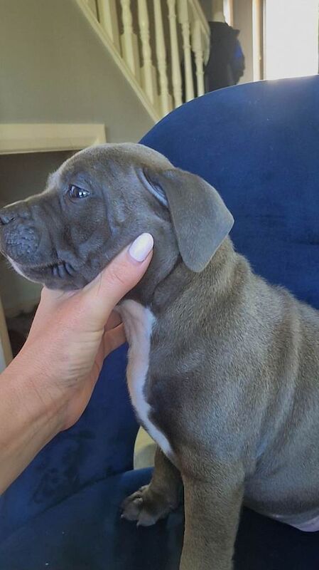 Staffordshire bull terriers - Image 3 of 5