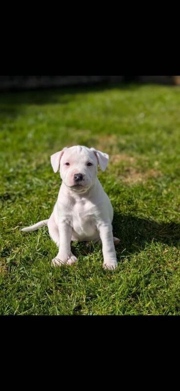 Staffordshire bull terriers - Image 4 of 5