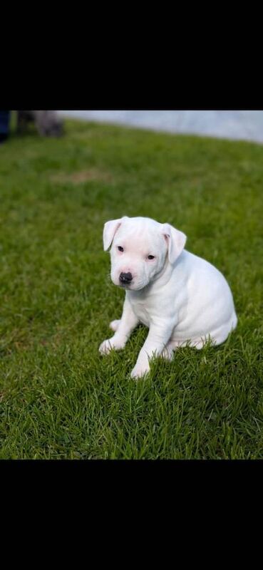 Staffordshire bull terriers - Image 5 of 5