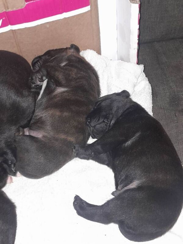 Staffordshire Bull Terrier Puppies For Sale Under £1,000