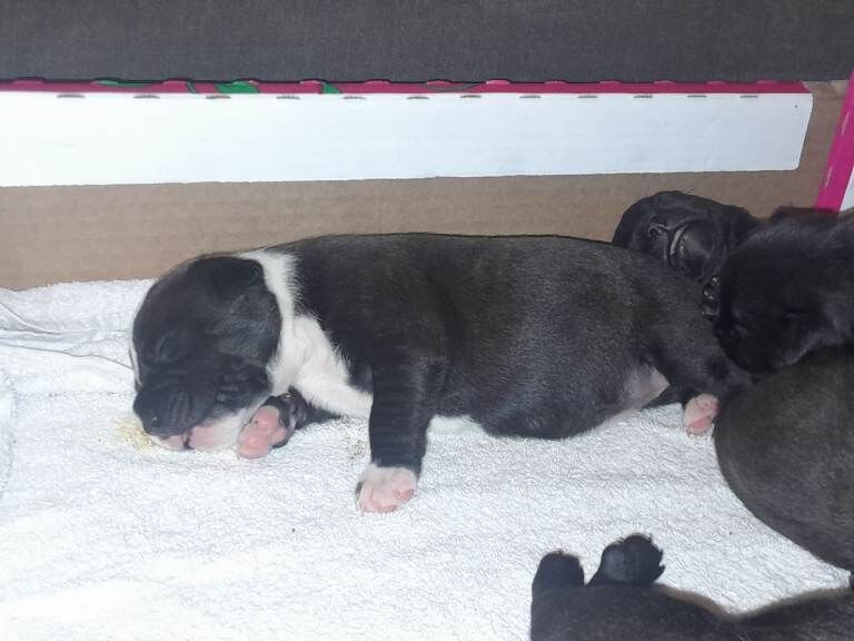 Staffordshire bull terriers (Blue,Light and dark brindle) - Image 2 of 4