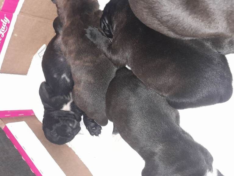 Staffordshire bull terriers (Blue,Light and dark brindle) - Image 3 of 4