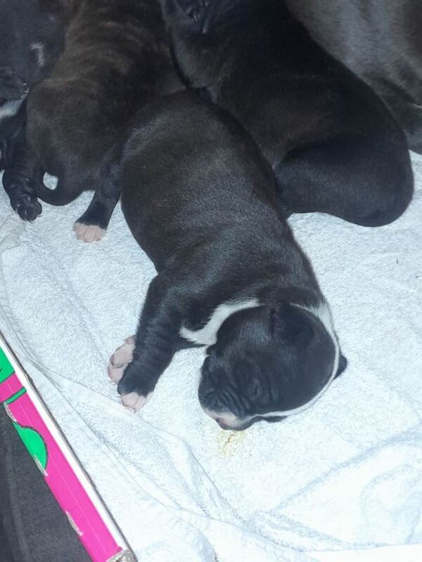 Staffordshire bull terriers (Blue,Light and dark brindle) - Image 4 of 4