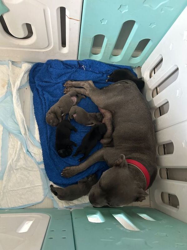 Staffordshire bull terriers for sale