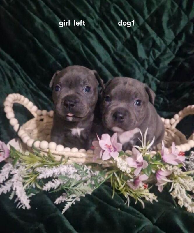 Kennel Club Registered Staffordshire Bull Terrier Puppies For Sale