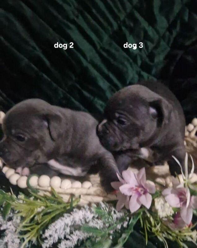 Staffordshire bull terriers pups - Image 2 of 3