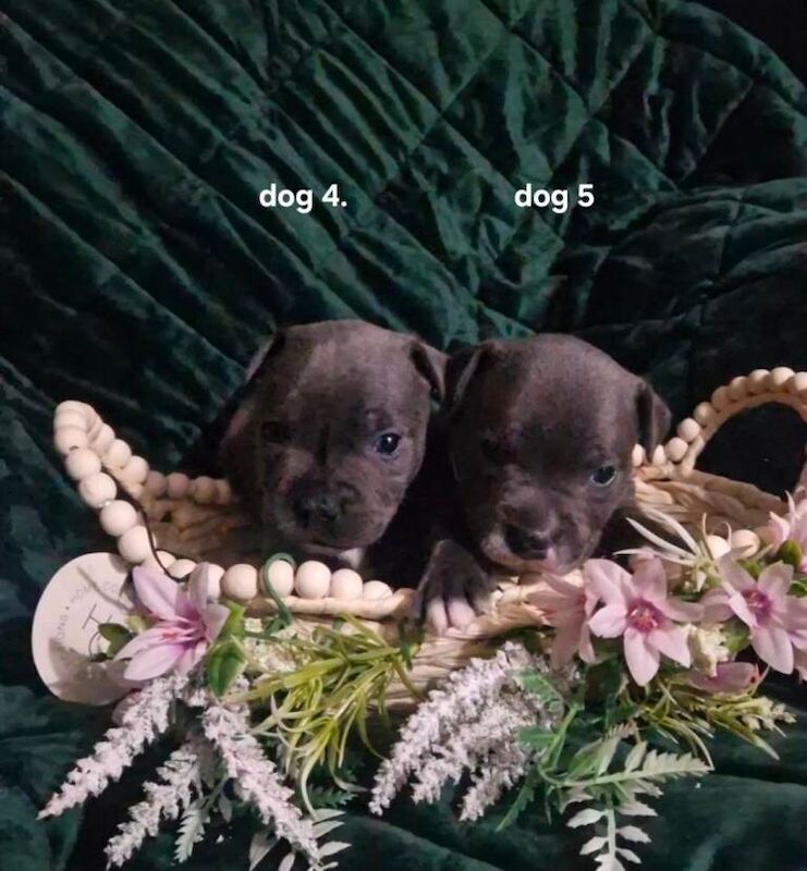 Staffordshire bull terriers pups - Image 3 of 3
