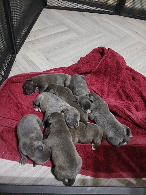 Blue Staffordshire Bull Terrier Puppies For Sale
