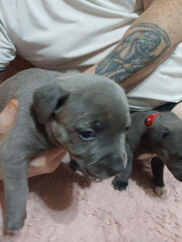 Staffordshire Bull Terriers Pups - Image 2 of 4