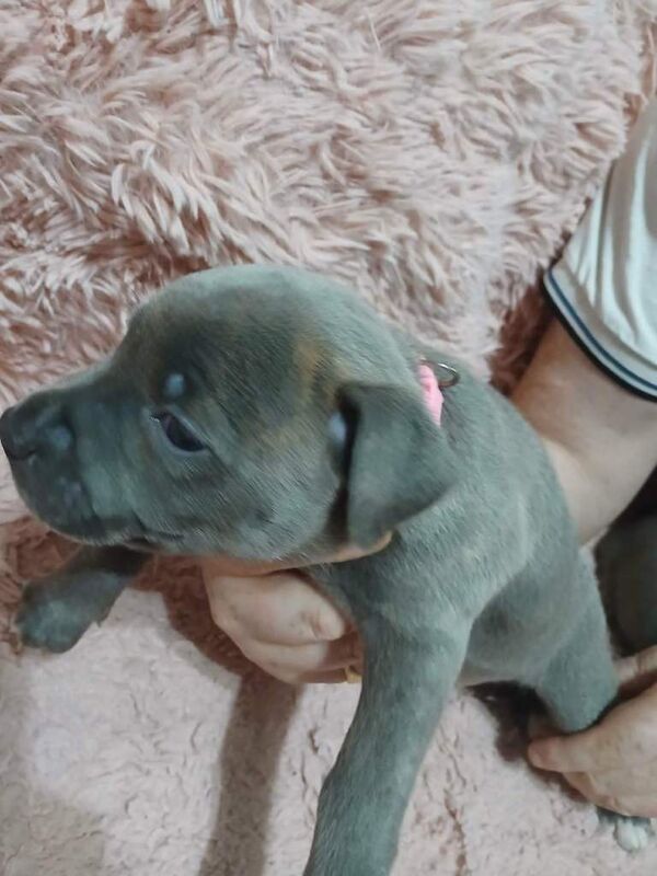 Staffordshire Bull Terriers Pups - Image 3 of 4