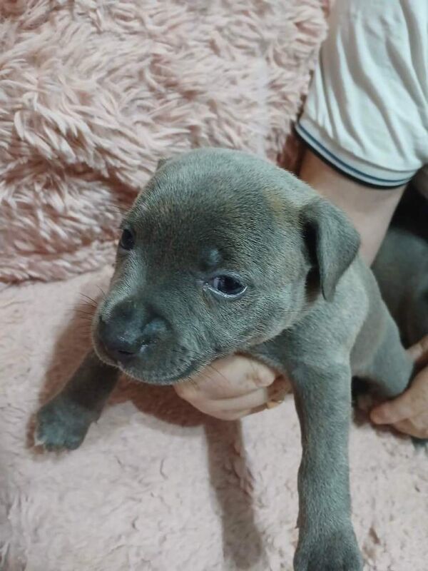 Staffordshire Bull Terriers Pups - Image 4 of 4