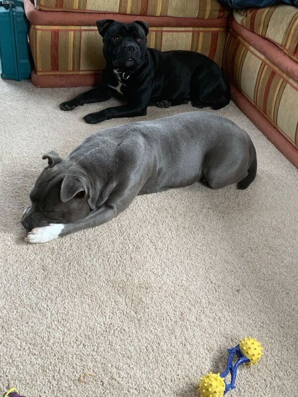Staffie Puppies For Sale