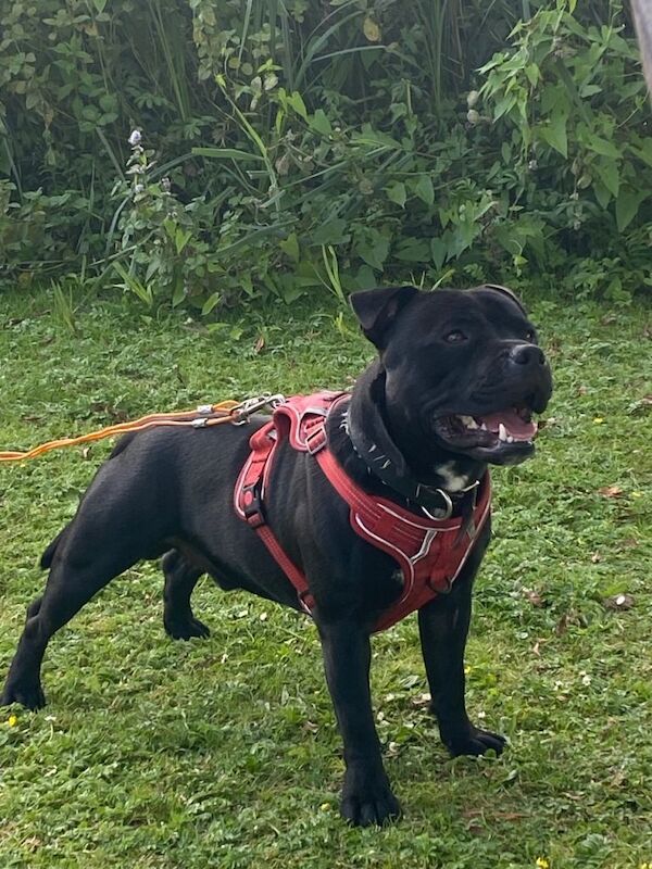 Staffordshire bull terriers pups - Image 2 of 6