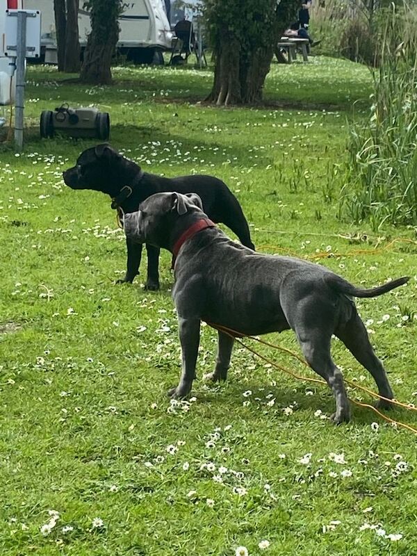 Staffordshire bull terriers pups - Image 4 of 6