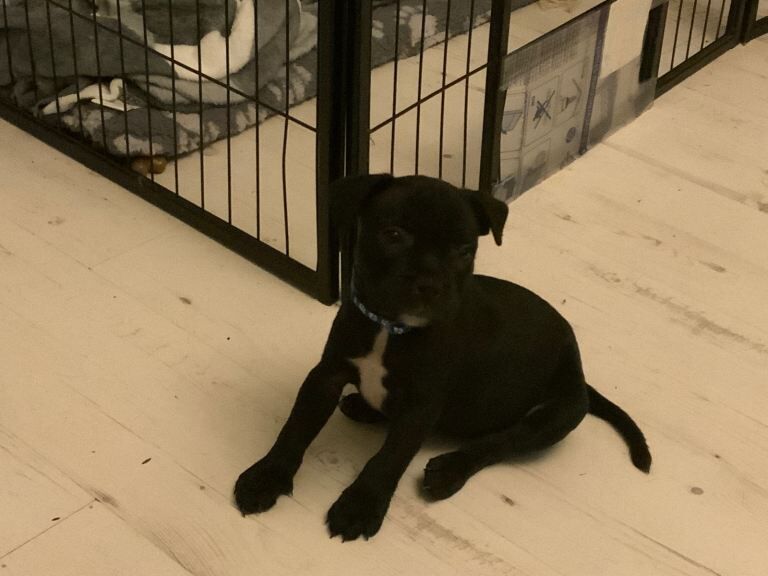 Staffordshire bull terriers pups - Image 5 of 6