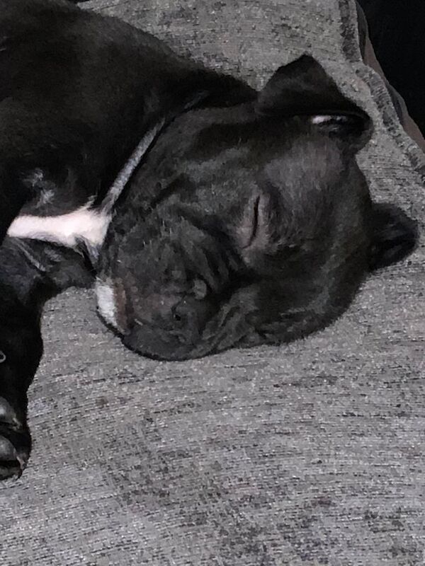 Staffordshire bull terriers pups - Image 6 of 6
