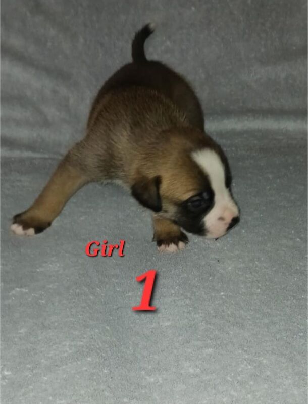 Staffordshire Bull Terriers (Staffy) for sale in Ely, Cambridgeshire