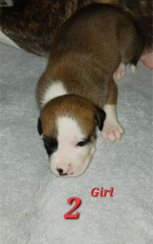 Staffordshire Bull Terriers (Staffy) for sale in Ely, Cambridgeshire | Image 2
