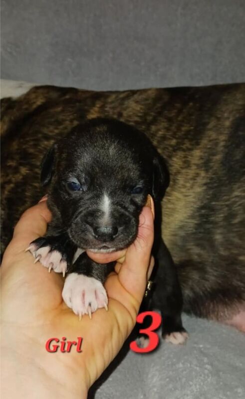 Staffordshire Bull Terriers (Staffy) for sale in Ely, Cambridgeshire | Image 3