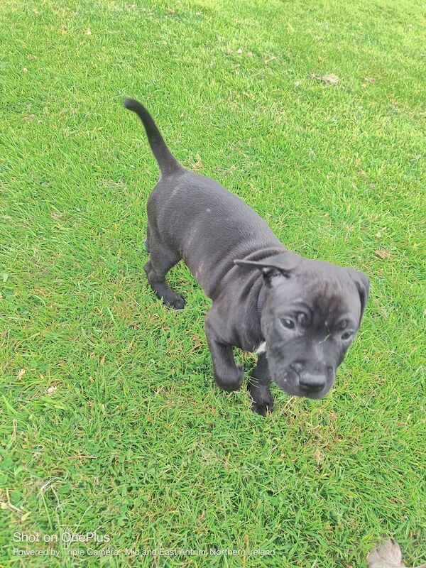 Staffordshire Bull Terrier puppies for sale in Carrickfergus, County Antrim – 8 weeks old