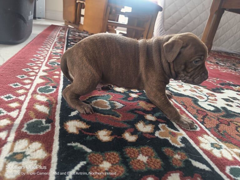 Staffordshire Bull Terrier puppies for sale in Carrickfergus, County Antrim – 8 weeks old - Image 3 of 3