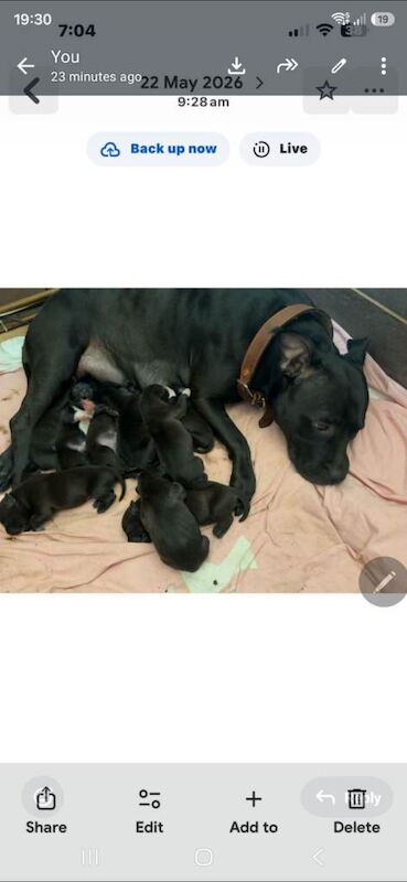 Staffordshire bull terrior puppys for sale - Image 2 of 6