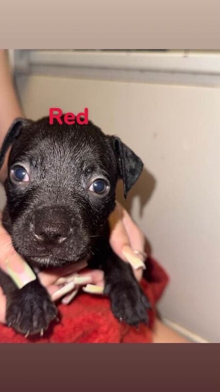 Staffordshire bull terrior puppys for sale - Image 3 of 6